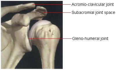 Anatomy of Shoulder