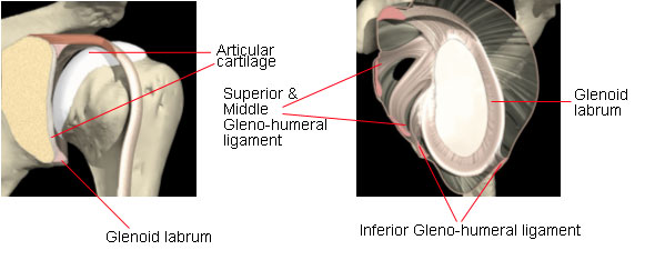 Anatomy of Shoulder