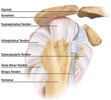 Anatomy of Shoulder